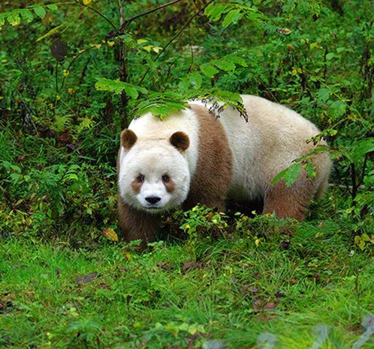 中国有几只大熊猫（大熊猫被降级还是国宝吗）