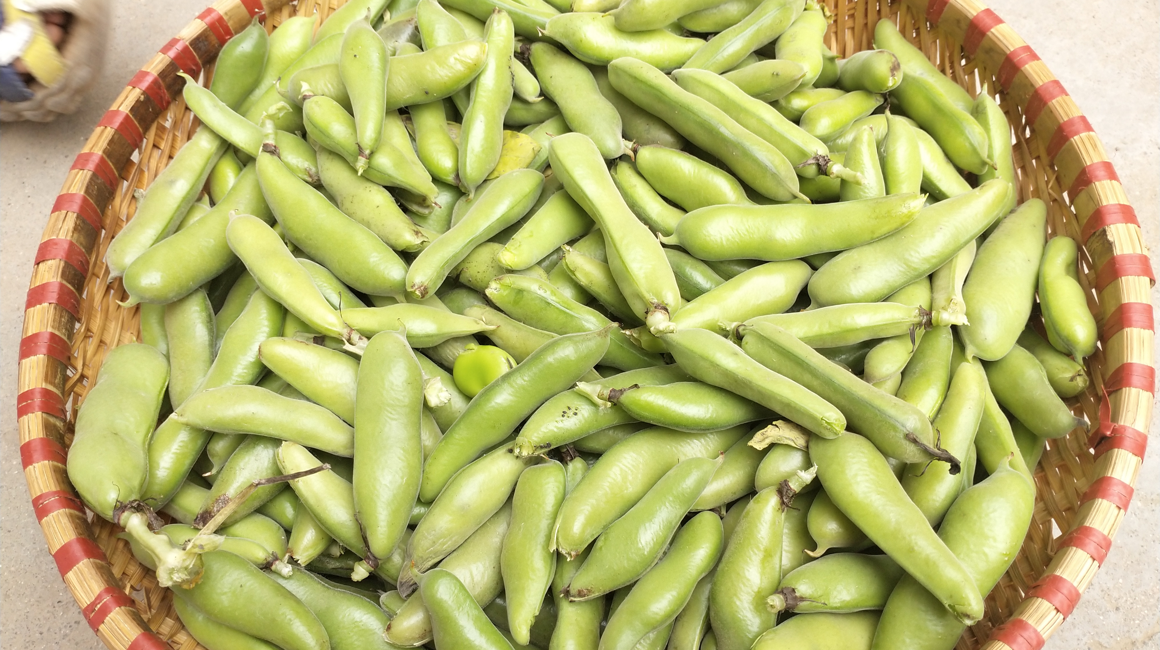 韭菜炒蚕豆这么做(韭菜炒蚕豆美味下饭又能解馋)