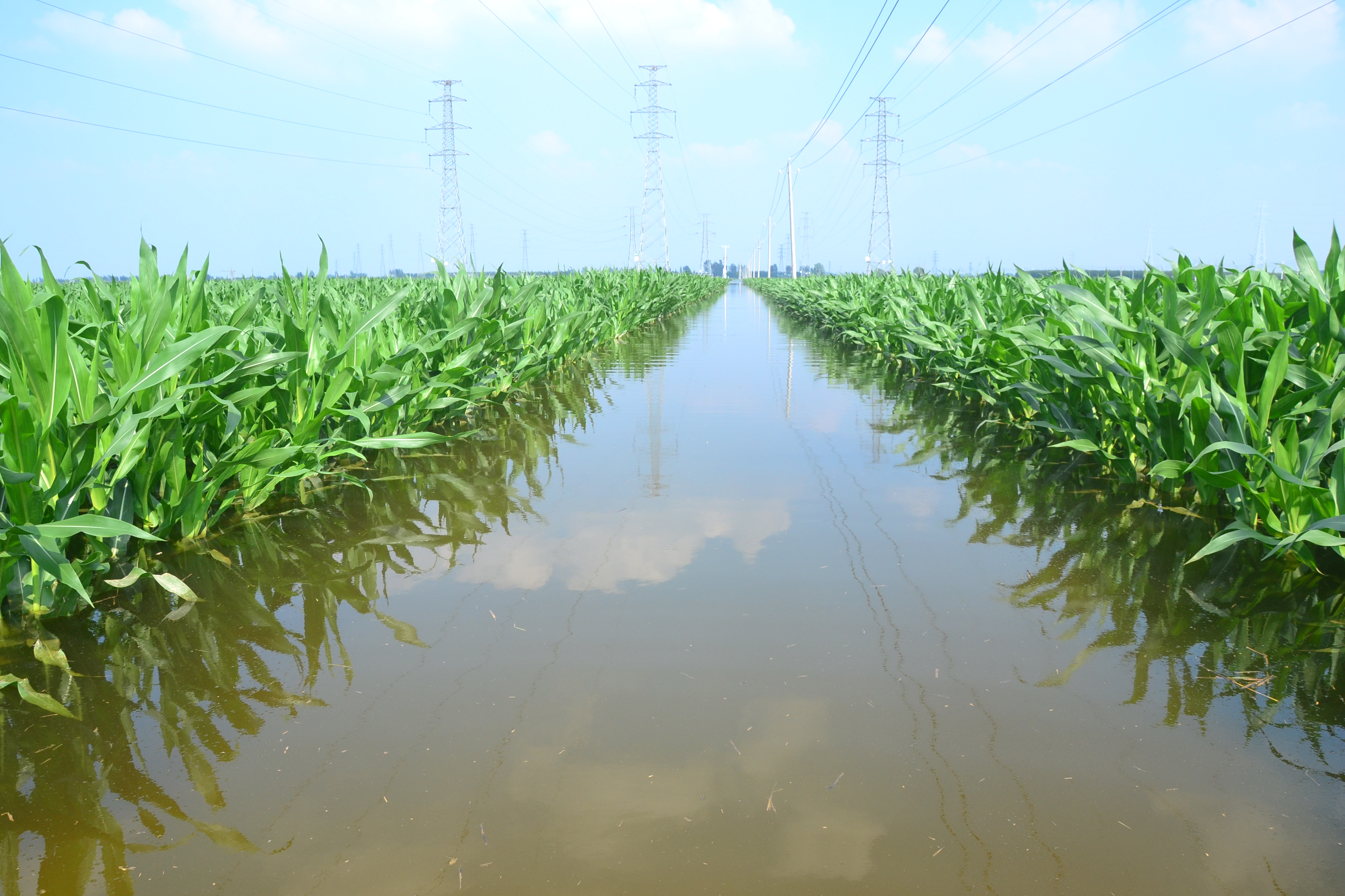 46张图片,让您看懂汛期邯郸洺河泄洪,经常开口子淹没农田的河段