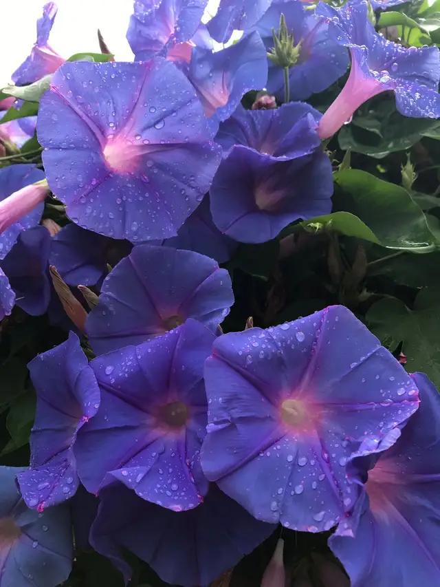 牵牛花，早晨开花中午谢