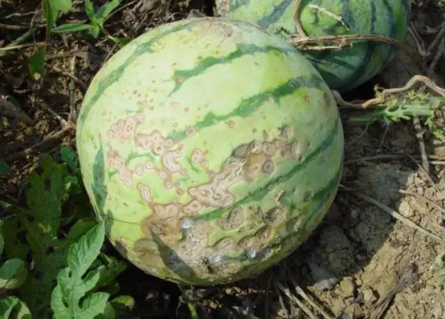 西瓜常见的8种病害,个个厉害,哪些杀菌剂有效果?