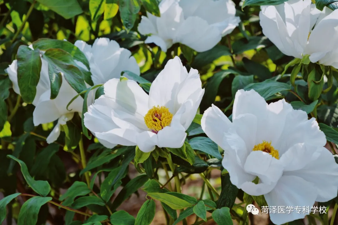 菏泽医学专科学校牡丹，又是姹紫嫣红开遍