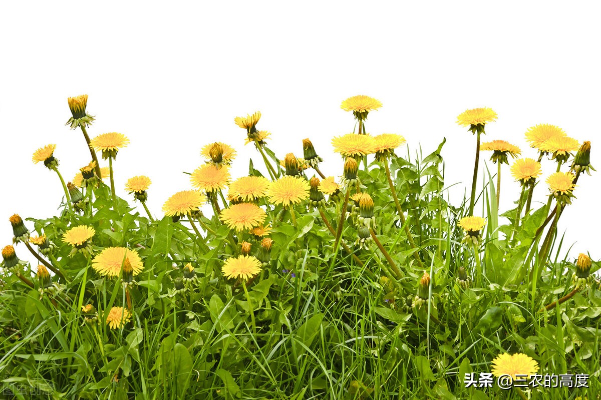 乡野间的“野菜”一年四季都有，但你不一定认识，看你吃过几种？