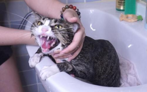 辟谣：猫咪不喜欢水才讨厌洗澡？错了，了解一下正确的洗猫知识