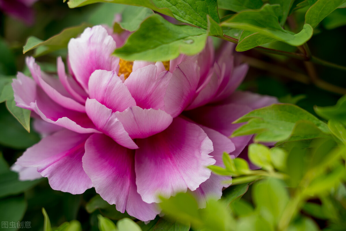 杨花榆荚无才思：韩愈七绝《晚春》有讽刺之意么？