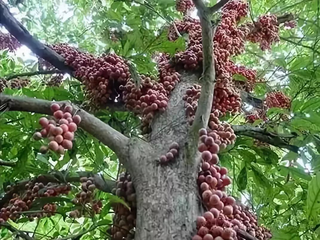 榴莲树几年结果,榴莲树是每年都结果吗