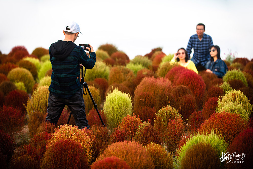 魔都賞秋，幾十萬棵掃帚苗組成的絢麗花海，奇特的景色很美很震撼