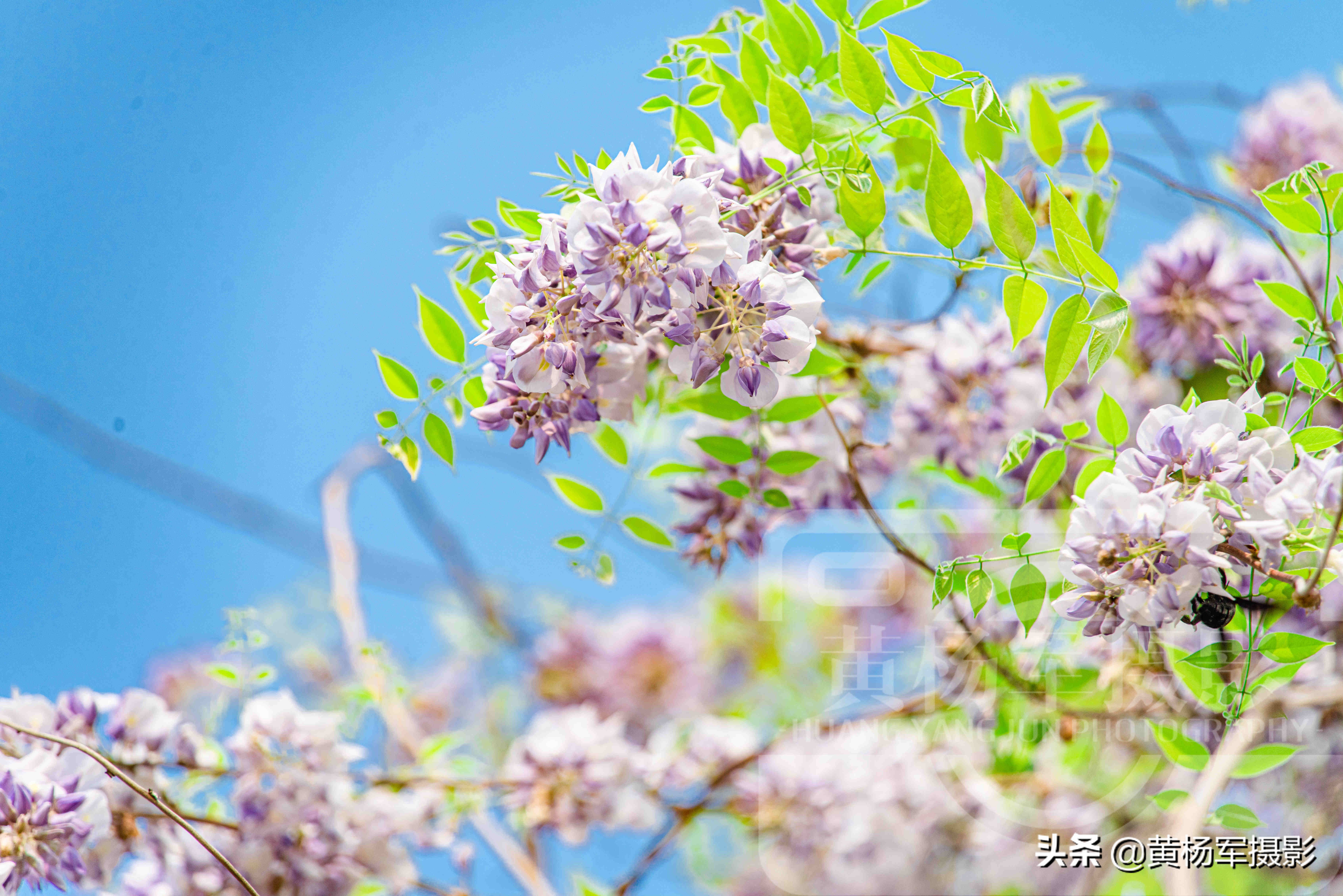 春天里盛开的紫藤花，淡紫色的花朵亮丽芬芳，三月春色煞是好看