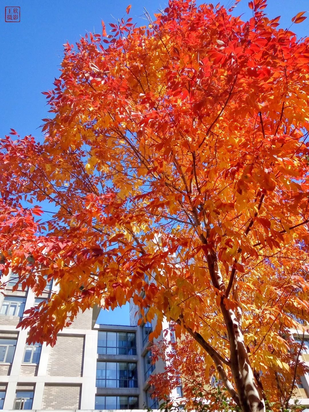 北京外国语大学2016-2017录取分数线