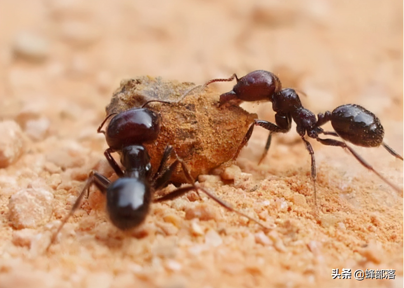蚂蚁不酿蜜，长一个像蜜蜂一样的“蜜胃”有啥用？作用也不小