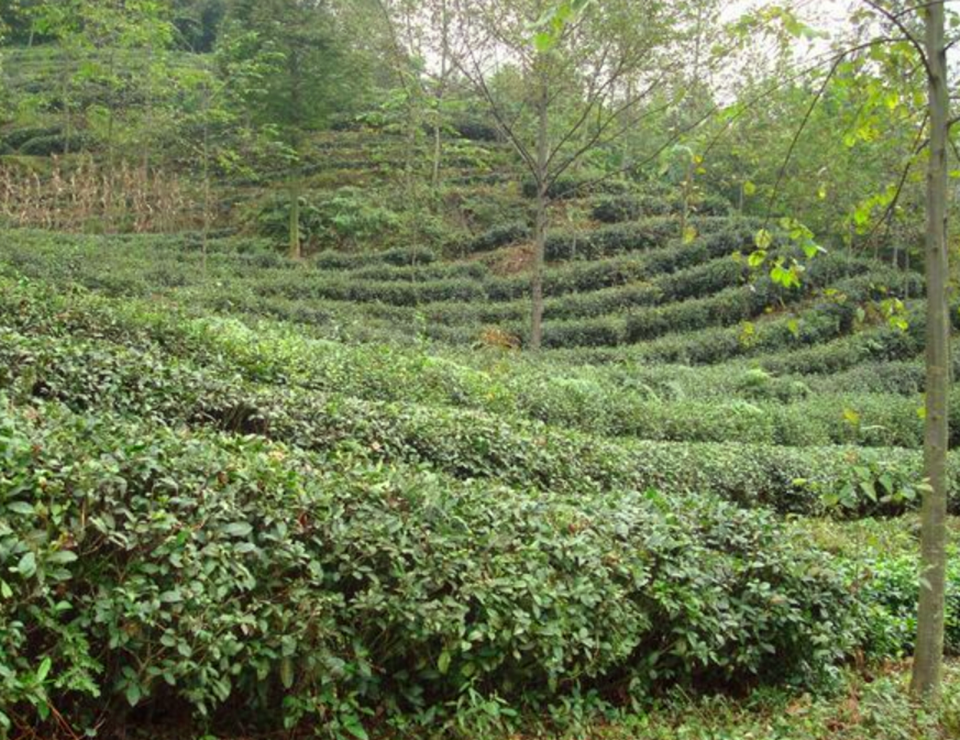 古代文人墨客偏爱饮茶，他们又为茶留下了哪些佳句呢？