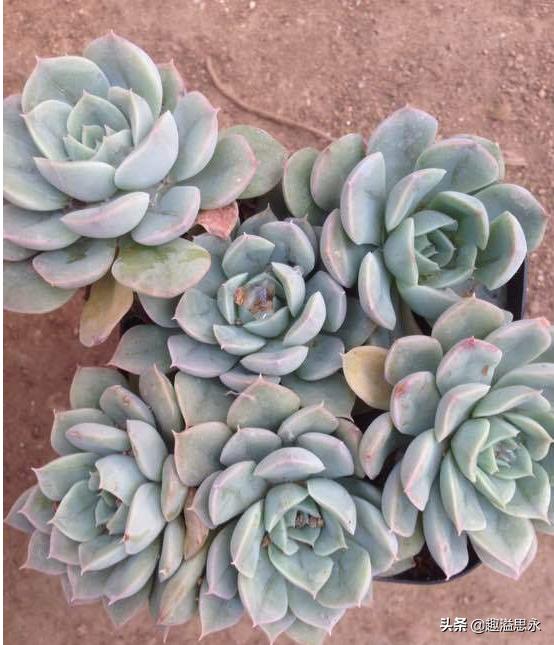 每日一篇:走向大众化的多肉植物——月亮仙子,依然很仙