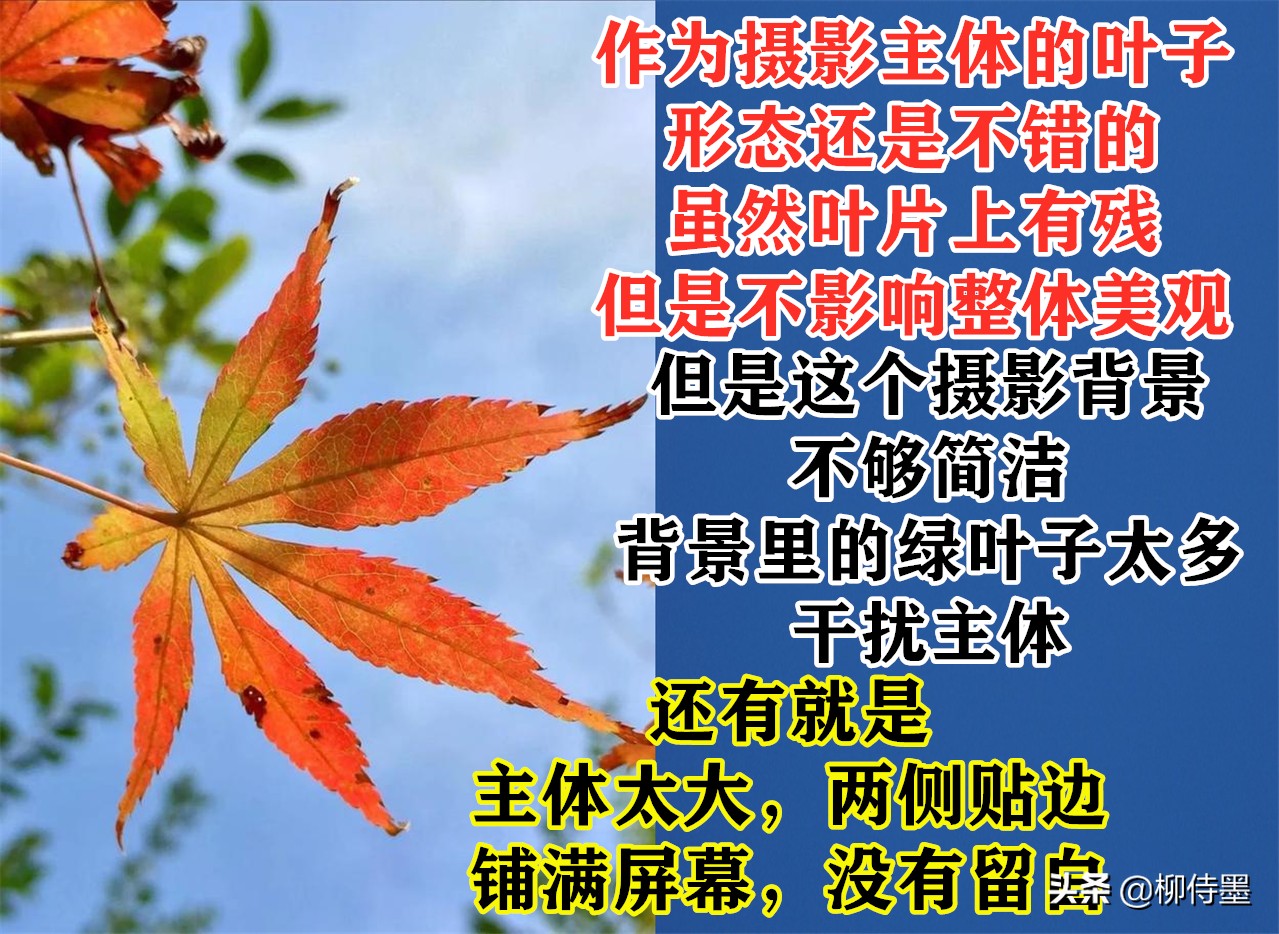 叶子形态各有千秋，跟着摄影师学拍照，拍美“一叶知秋”