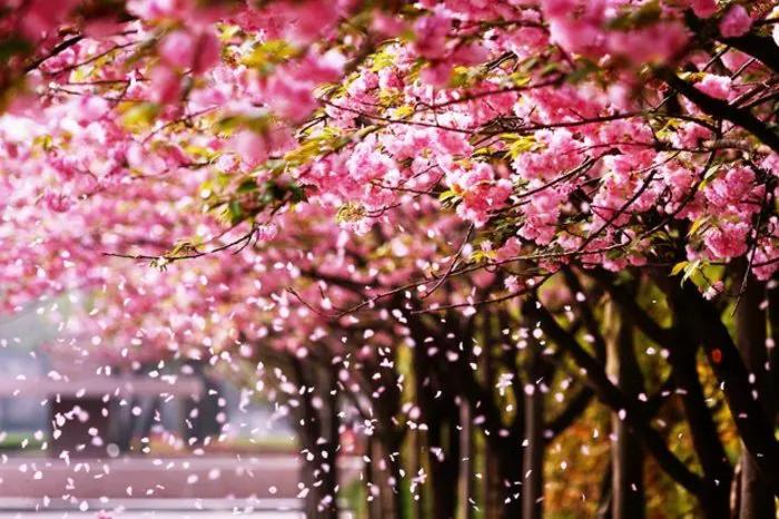 关于樱花雪的美文