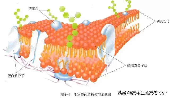 细胞膜的主要成分,细胞膜的主要成分是磷脂和蛋白质对吗