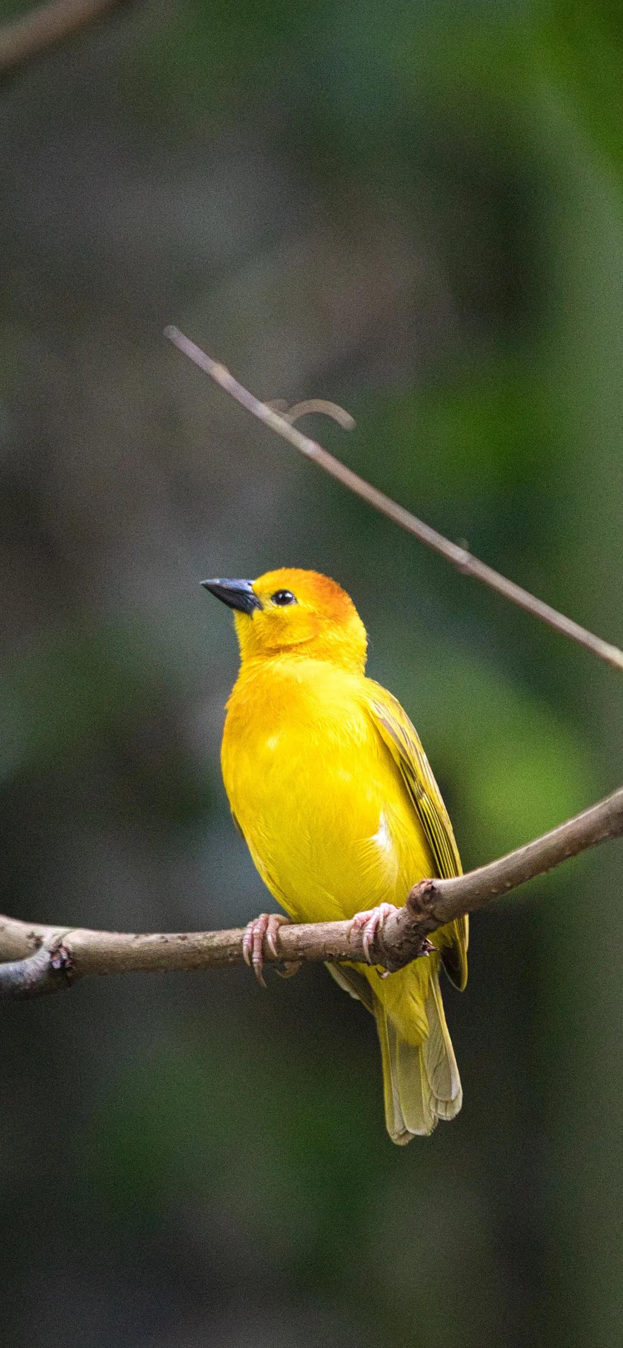 小鸟壁纸大自然的使者鸟儿