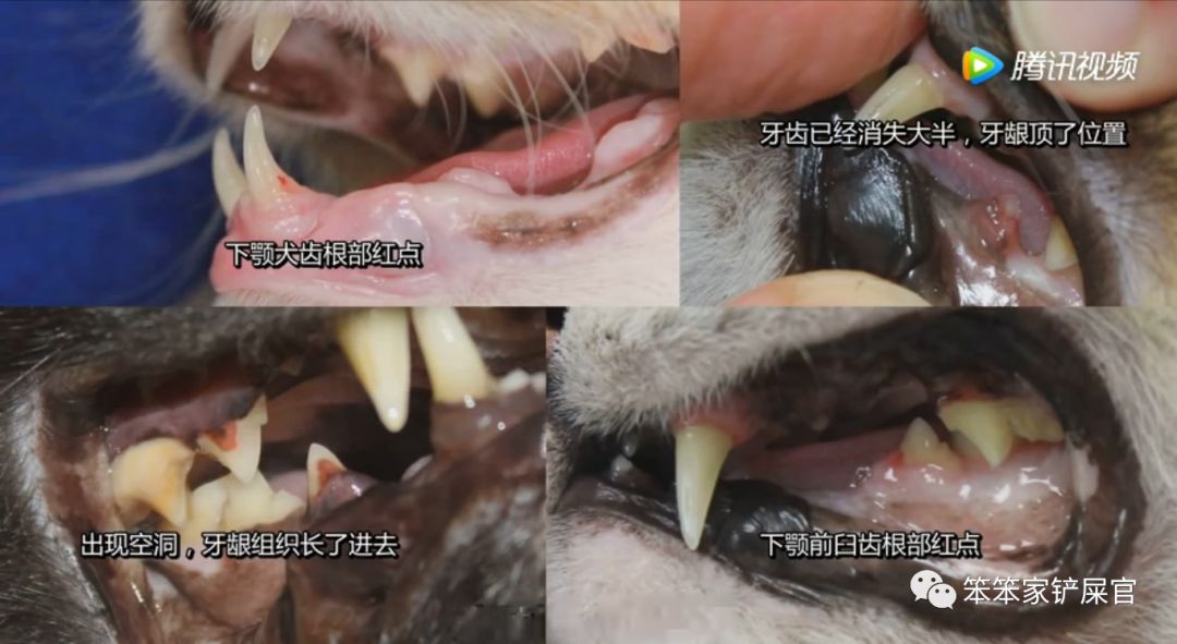 猫咪最危险的「牙齿高发疾病」，一旦发生就需要拔牙治疗