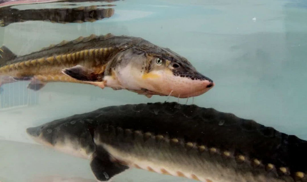 鱼为何要洄游?三峡大坝那么高,下游的鱼要怎么游回去?