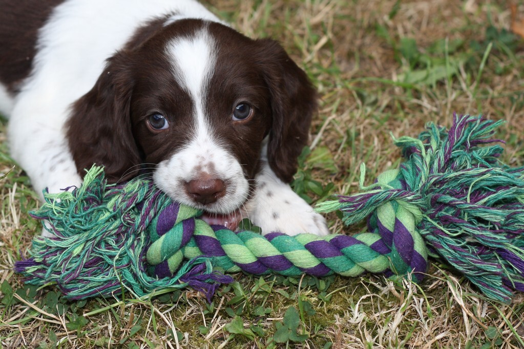 狗能吃鱼吗？会不会被鱼刺卡住，注意：吃鱼确实有风险