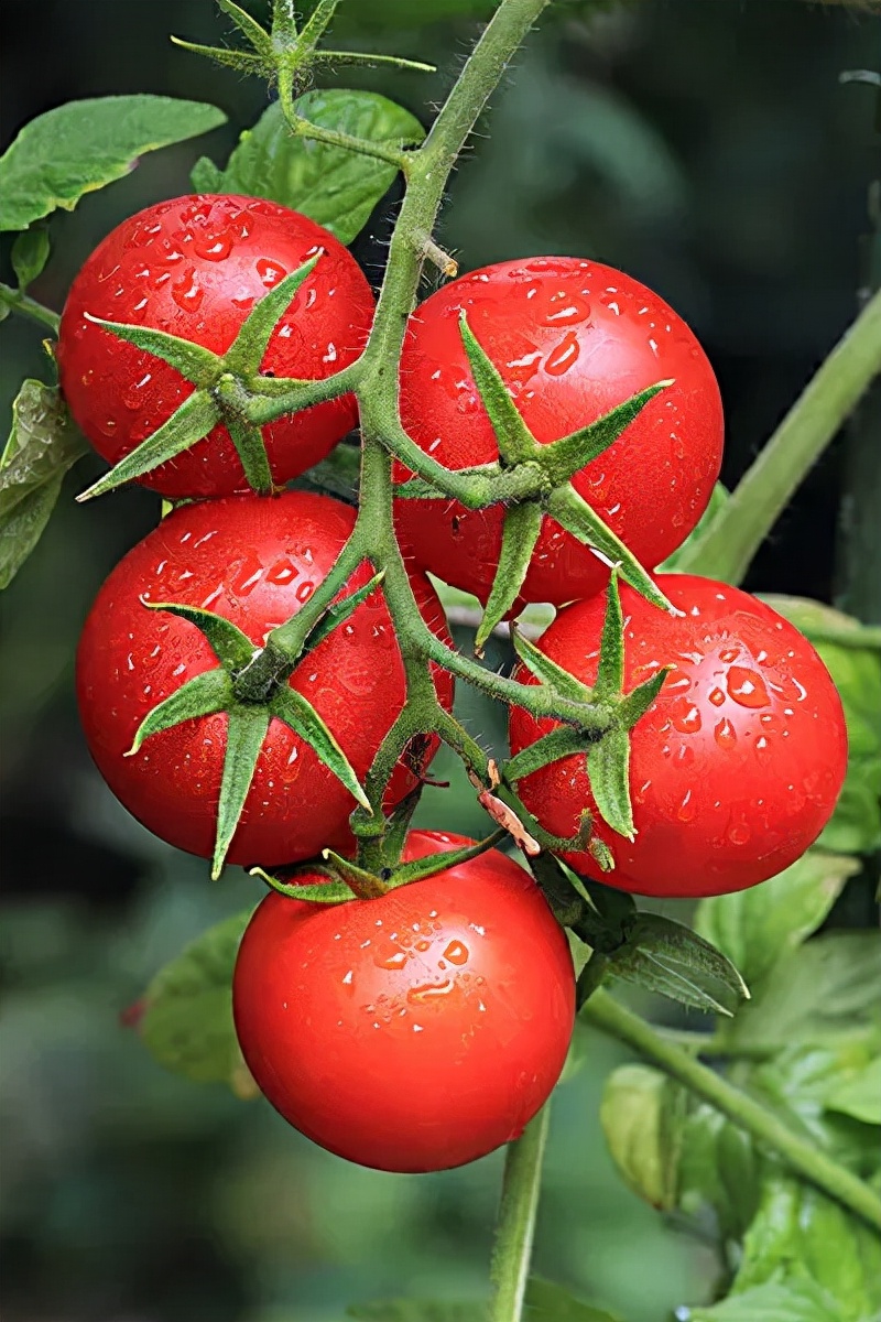 丰收节,果实累累,福气满满