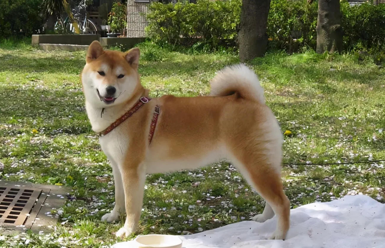 边境牧羊犬多钱一只（什么狗最贵最值钱排名）