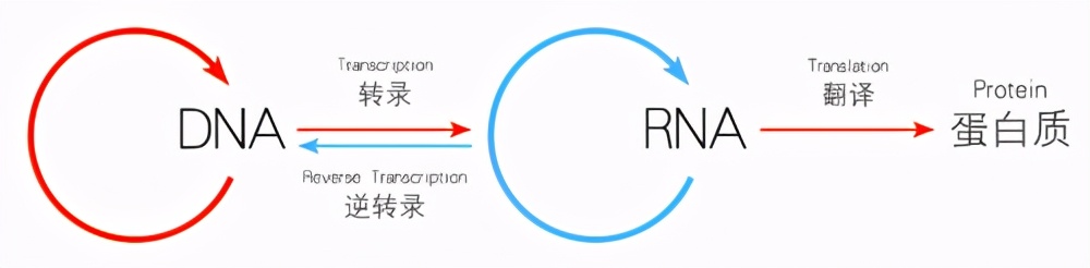 人死后体内的“僵尸基因”开始活跃，试图复活人类，为何失败了？