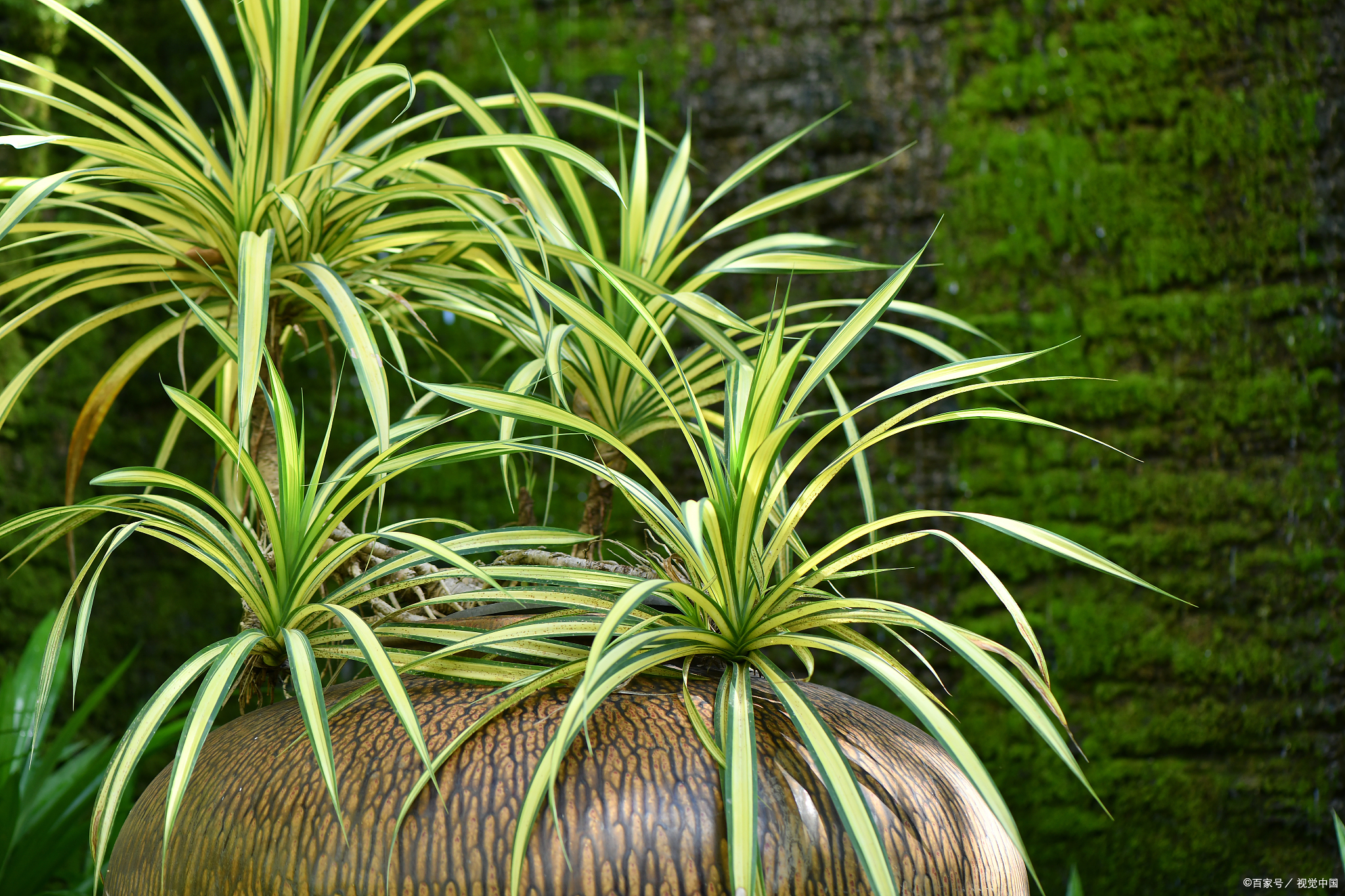 银边吊兰价格(吊兰有) - 价格百科