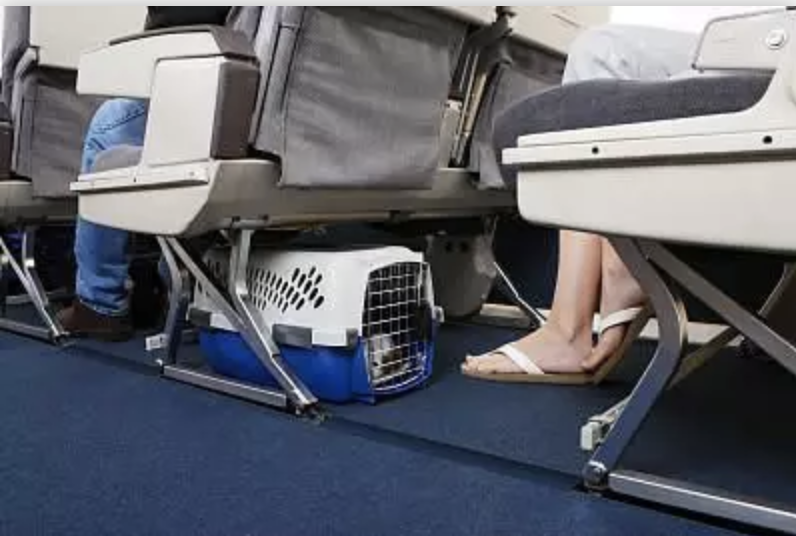 春节回家宠物咋办？狗狗培训班竟然要6000多