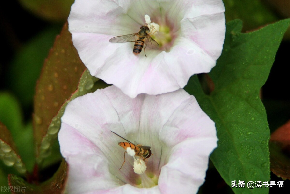 国学经典之《吕氏春秋》导读第二十五讲：论·似顺论