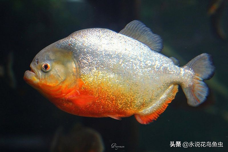 亚马逊红腹食人鱼图片