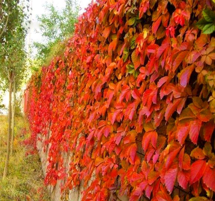 五叶树的功效与作用是什么-我的快乐小窝