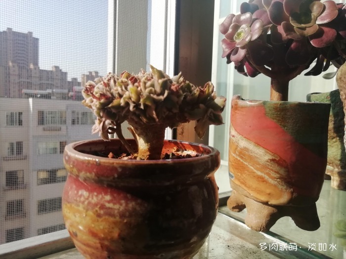 不离不弃的黑王子,和其它多肉