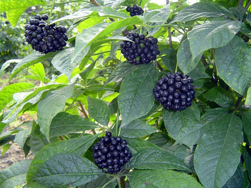 刺五加叶(刺五加,别名刺拐棒,果实球形或卵球形,有5棱,黑色)