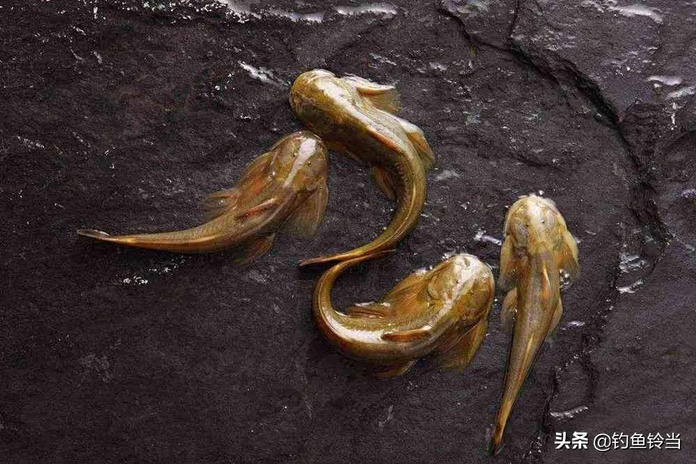 石爬子鱼，虽躲进湍流里生长，依然躲不过1000元一斤走上餐桌