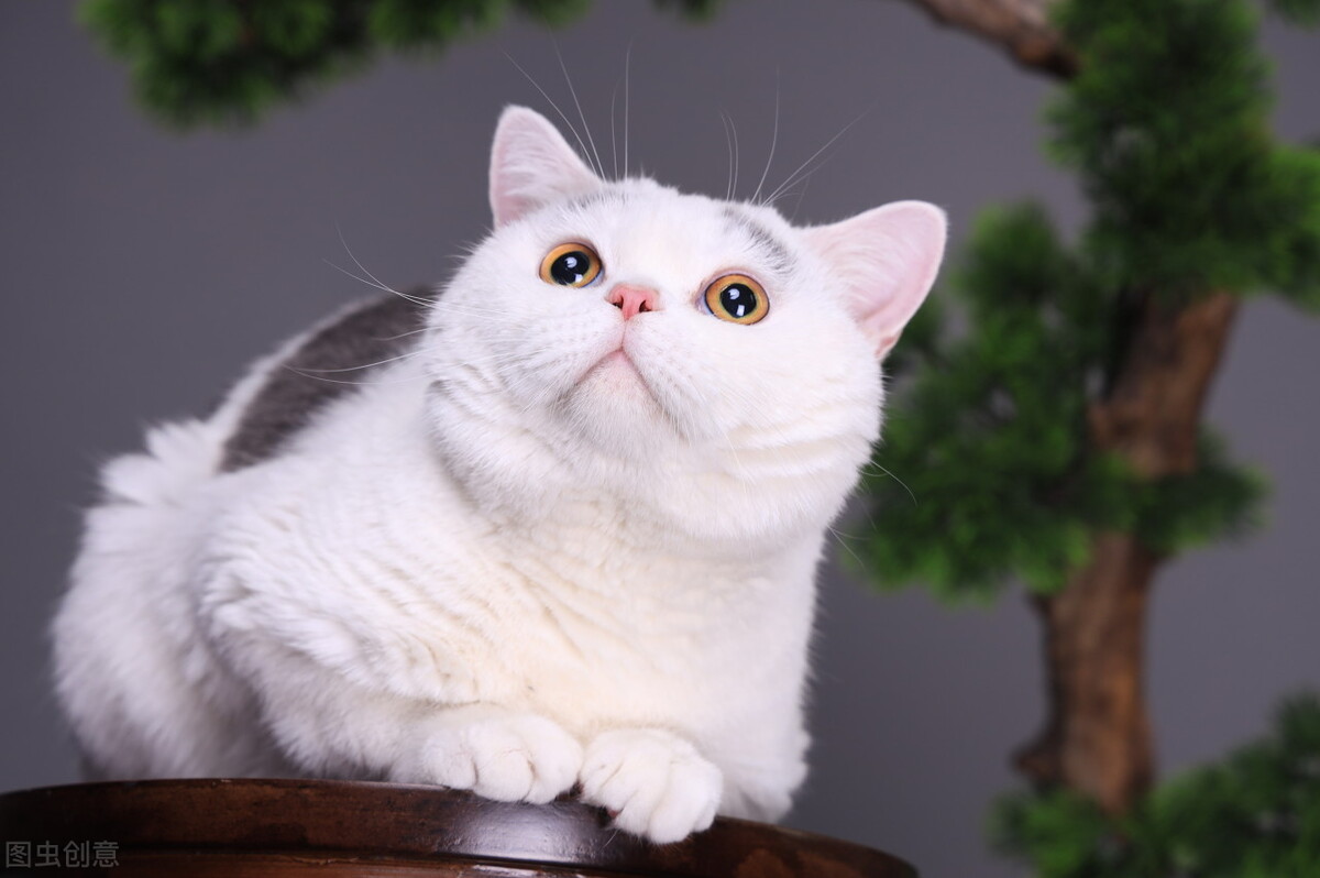 猫咪九月份掉毛