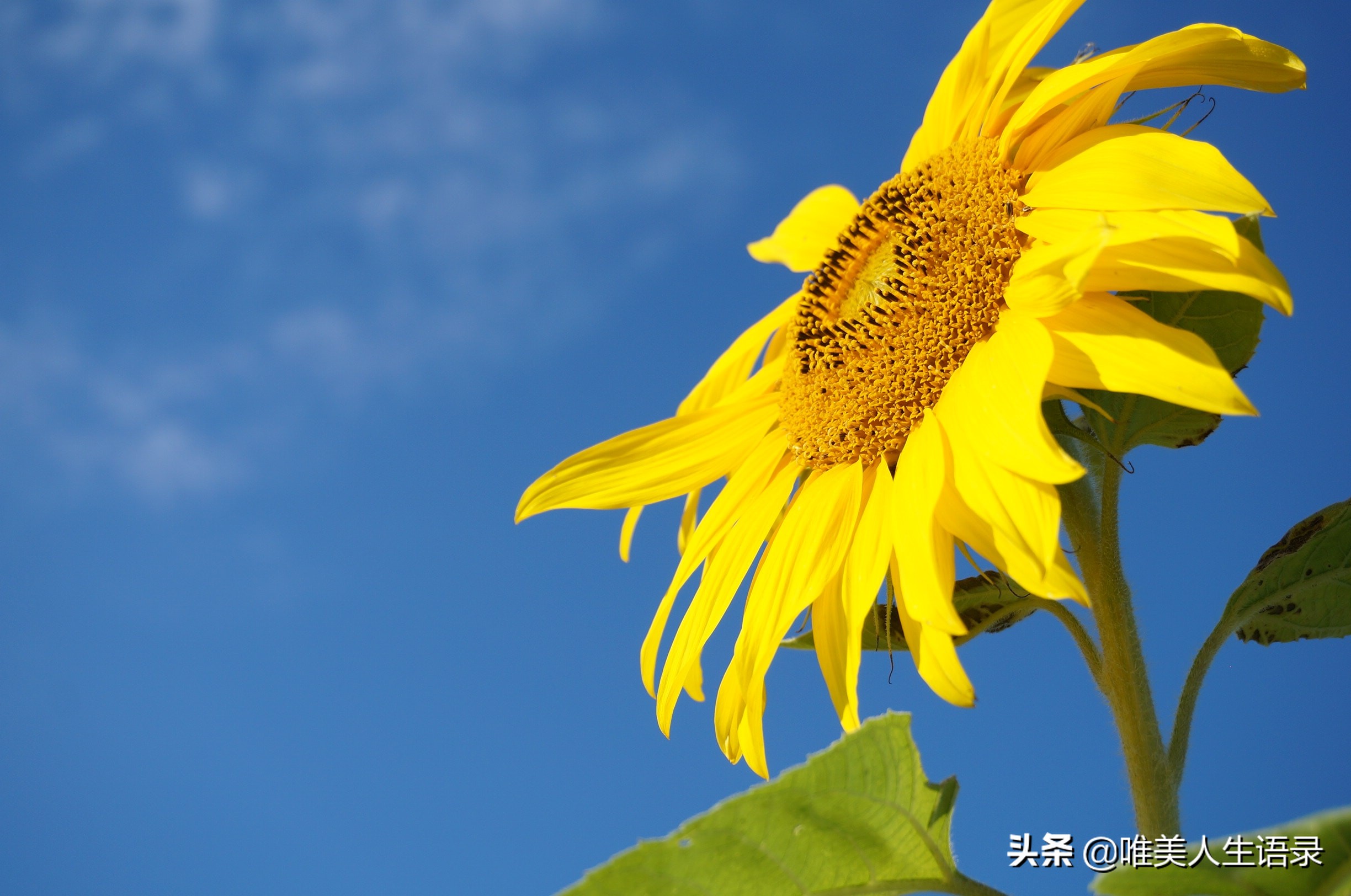 心是人的翅膀，唯美人生献上15条经典语录，好好珍藏