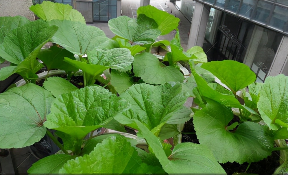 天冷了,阳台种蔬菜,首选这8种,0度冻不死,吃一茬冒一茬