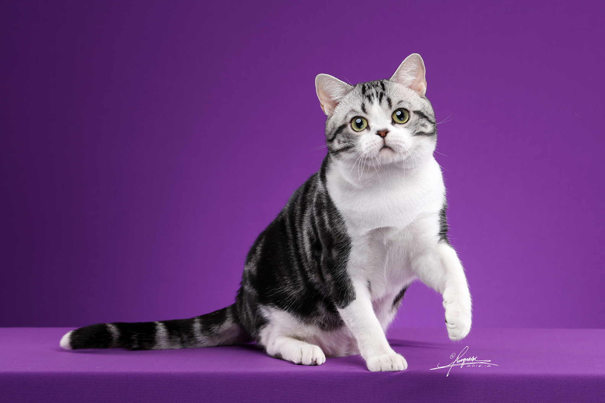 养猫就要养一只美短猫,因为你无法拒绝它的好