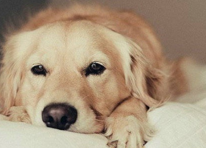 金毛犬拉稀怎么办？快速有效的治疗方法
