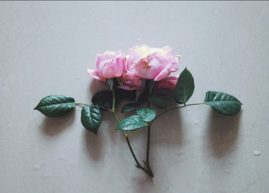 六篇高考满分作文——关于善，关于爱，关于价值，关于情怀