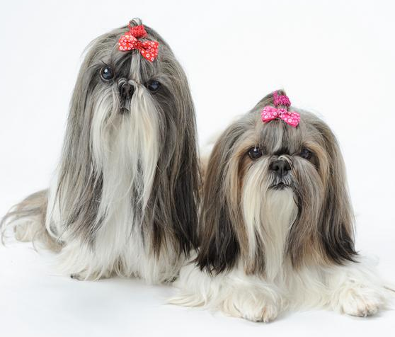 被誉为犬中"美人"的西施犬,饲养要注意什么