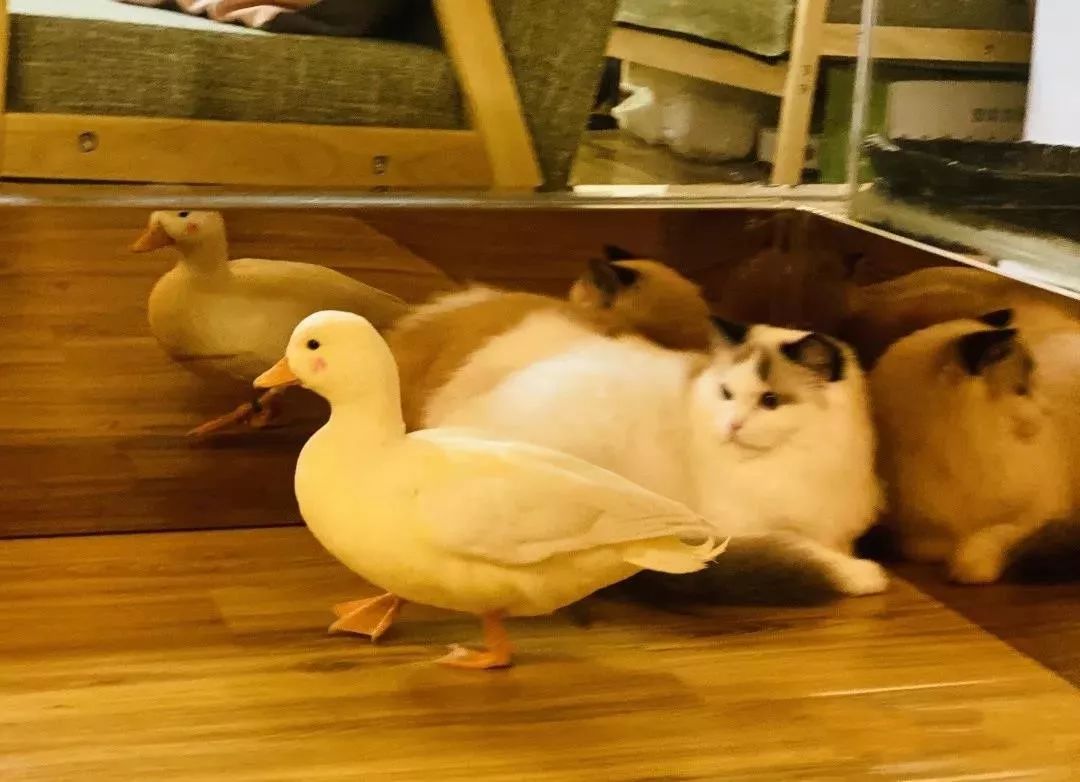 西安ktv鸭子价格(西安终于有鸭鸭了) - 价格百科