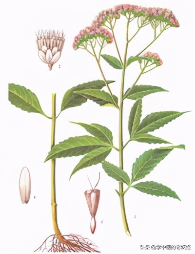 佩兰的作用与功效 进入化湿药的篇章,今天聊聊第二味化湿药——佩兰