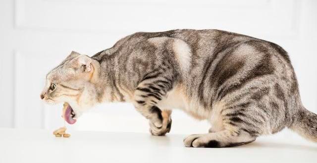 猫吐了白色黏液或泡沫吃什么药（猫吐白沫子的3个原因）