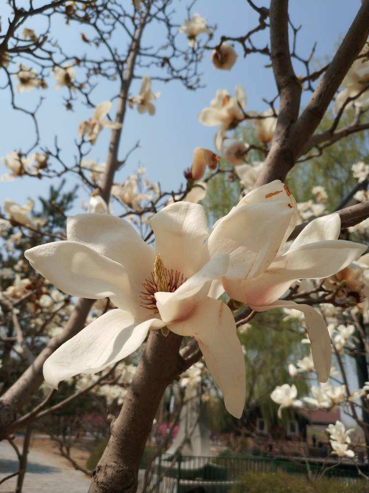 花种类介绍大全（常见花图文并茂非常详细）