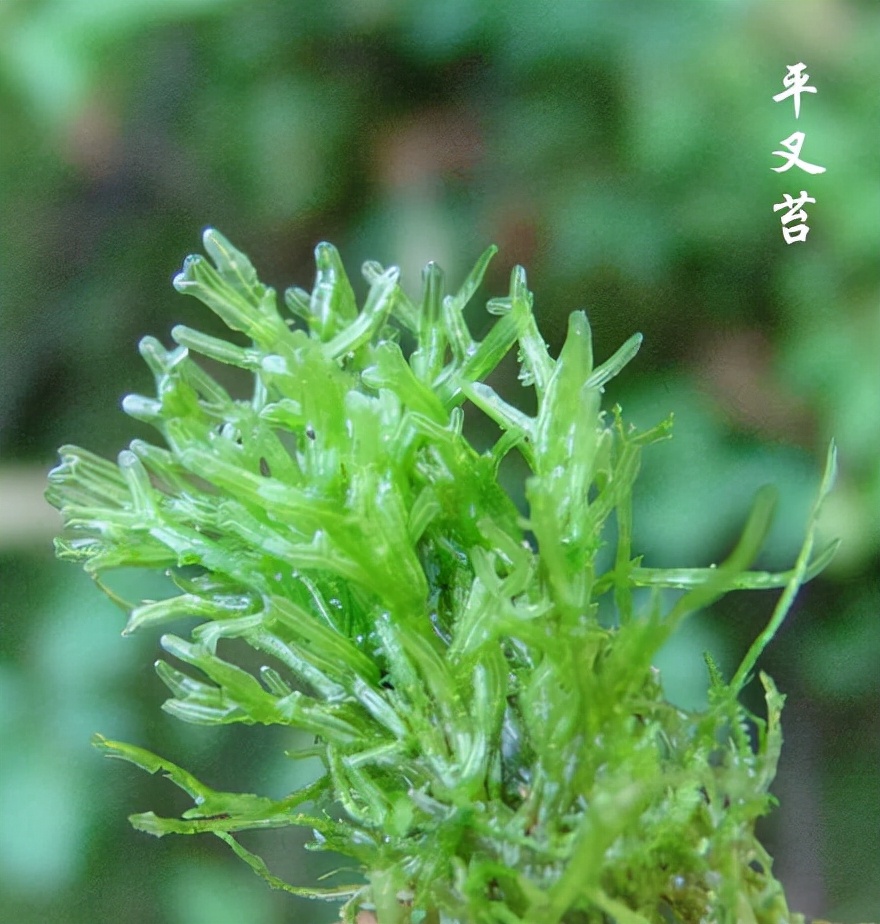 苔藓植物图片及名称图片