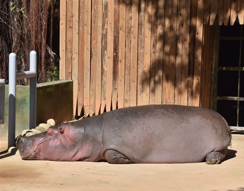 河马吃什么东西作为食物河马的生活环境和食物
