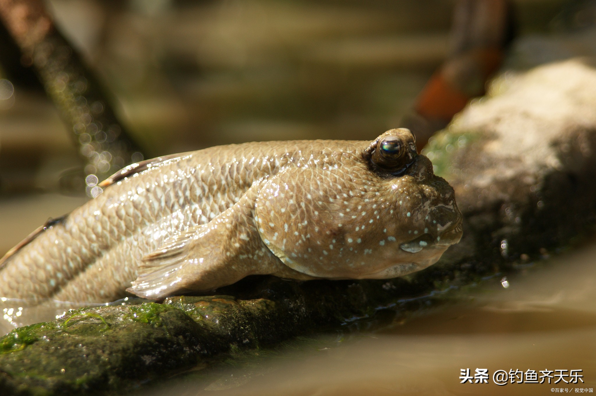 弹涂鱼图片(用3亿年爬上岸的跳跳鱼) - 赤虎壹号