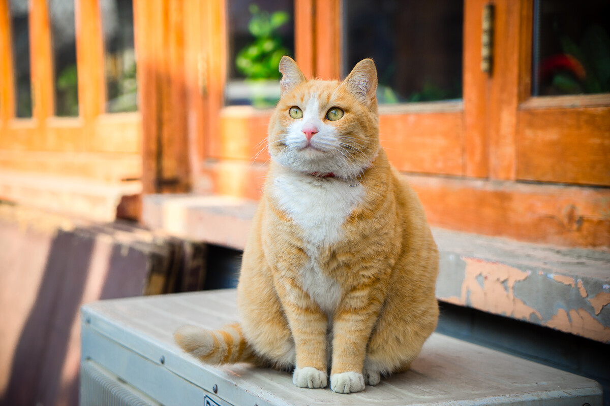 适合新手养的猫有哪些？