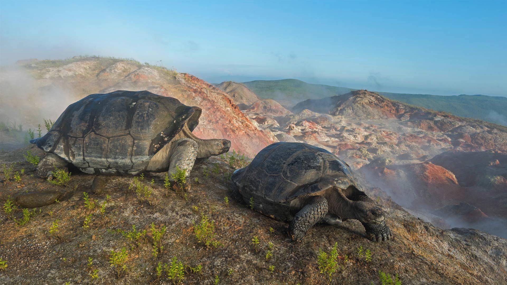 平塔岛象龟经典语录图片